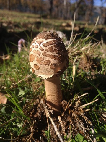 Macrolepiota procera